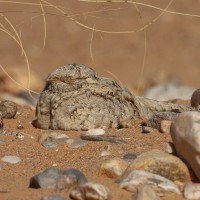 egipčanska podhujka